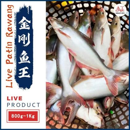 LIVE PATIN RAWANG | 金刚鱼王 