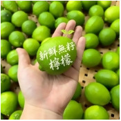 每日一物 新鮮無籽檸檬6斤