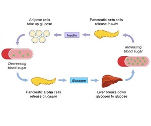 What Does Glucagon Do?