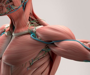 The Muscular System & Its Functions