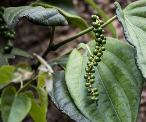 The Benefits of Black Pepper Extract