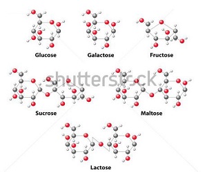 What Are Carbohydrates?