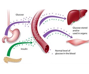 What Does Insulin Do?