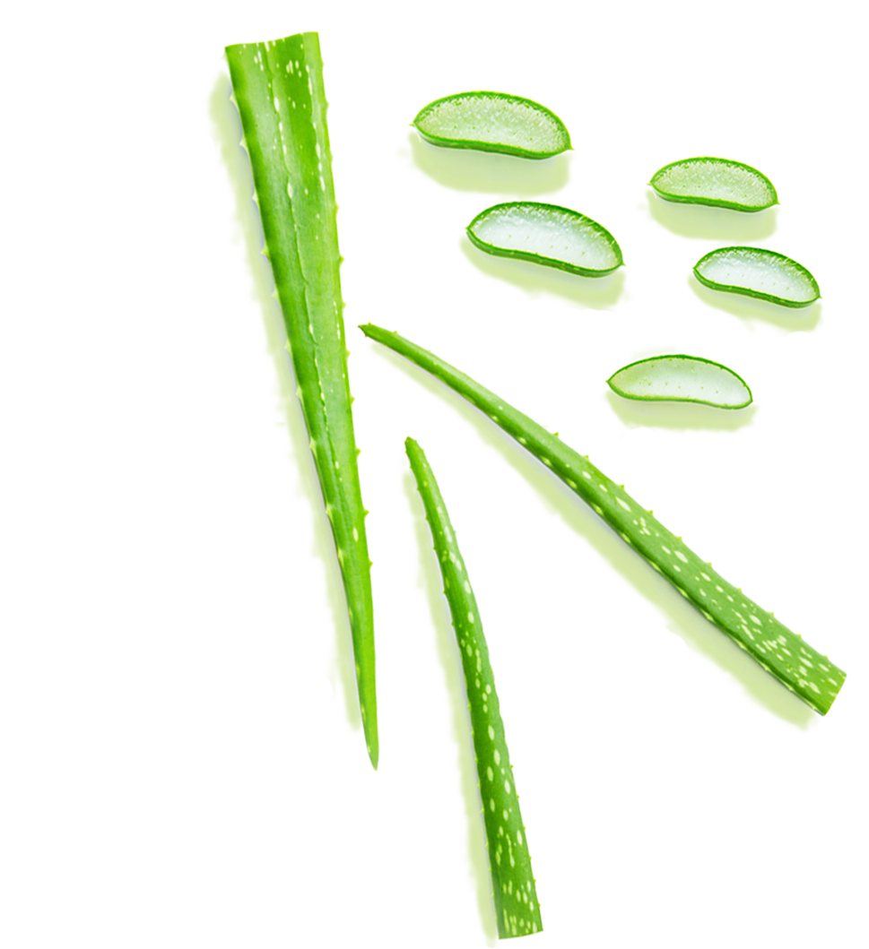 Aloe Leafs
