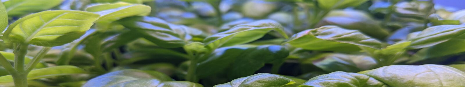 Boreal Greens Co.